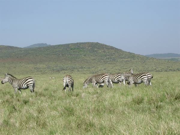 Herd of zebras grazing in tall grass, green hills in background
