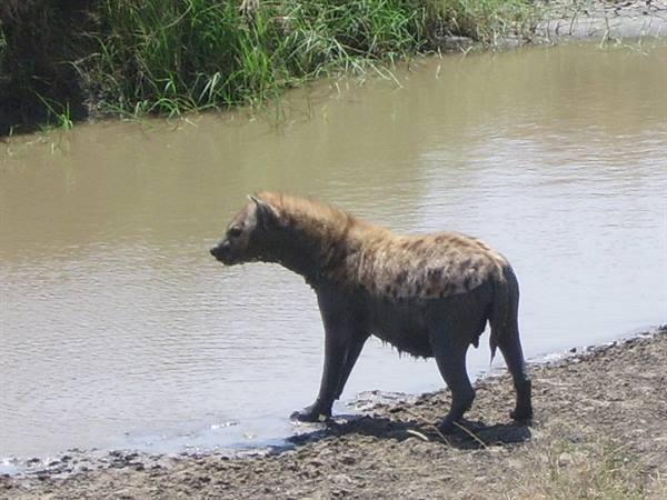 Hyena