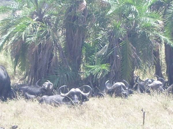 Buffaloes