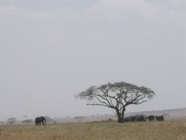 Elephants grazing under a large acacia tree in dry grassland