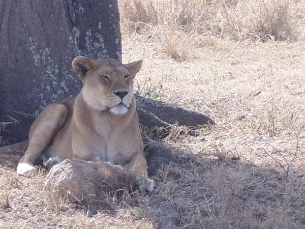 The lioness's rest