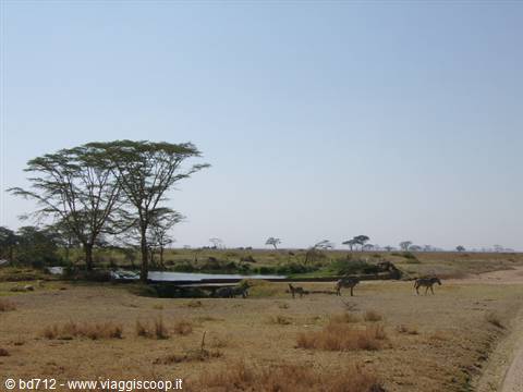 Waterhole in the Serengeti