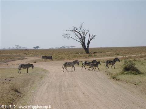 Zebras