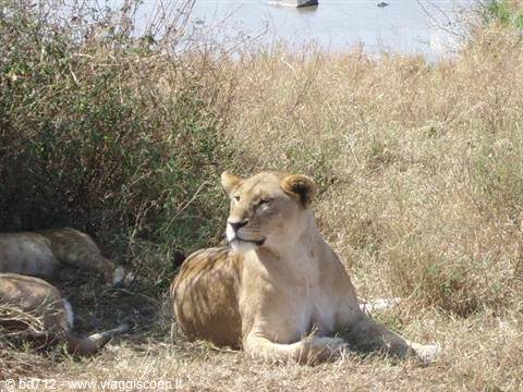Lioness on guard
