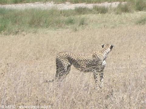 Cheetah