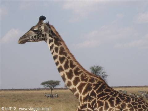 ....giraffe!