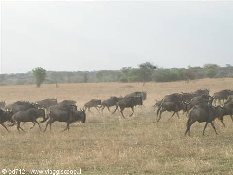 Wildebeest migrating