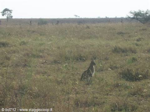 Serval