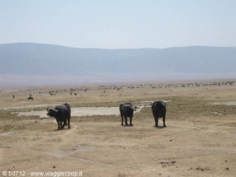 Buffaloes at the Ngorongoro