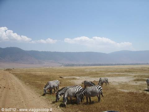 Zebras at the Ngorongoro