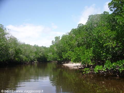 Tour among the mangroves