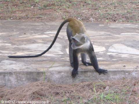 Vervet monkey
