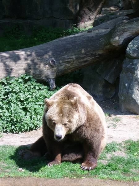 the bear..... at the zoo