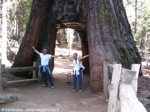 Couple with raised arms under a giant sequoia tunnel, natural light