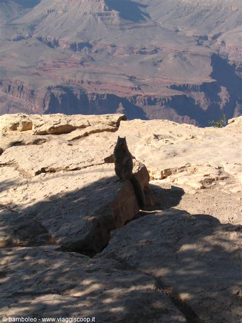 grand canyon