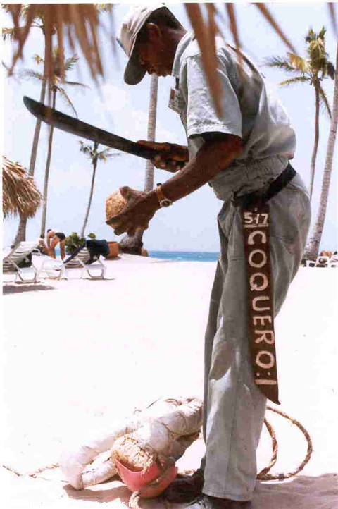 Man with machete opens a coconut on the beach among palm trees
