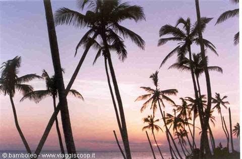 Palm trees silhouetted against a pink sky over the sea