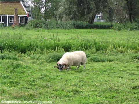 Horned sheep grazing in a green meadow in front of a black wooden house