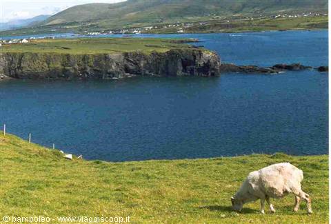 Sheep grazing on clifftop meadow above blue sea, Dingle Peninsula