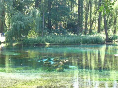 Clear spring water among weeping willows, Clitunno Springs