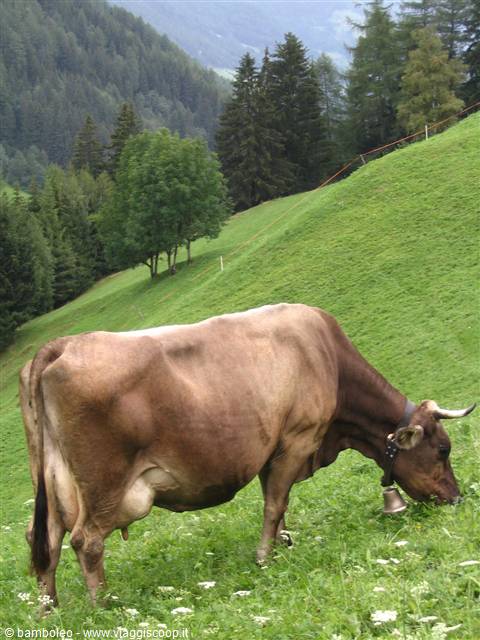 Brown cow with bell grazing on green alpine meadow among fir trees
