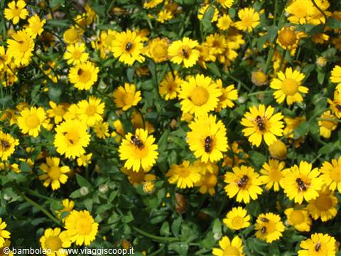 Wild yellow flowers in full sunlight with bees visiting them
