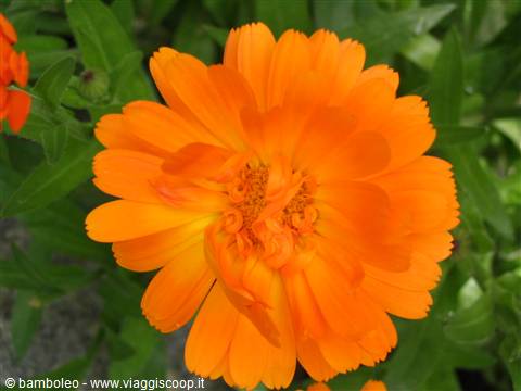 Orange calendula flower in full bloom among green leaves