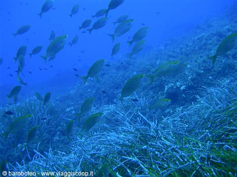 School of salema fish swims above posidonia seagrass, blue Mediterranean water