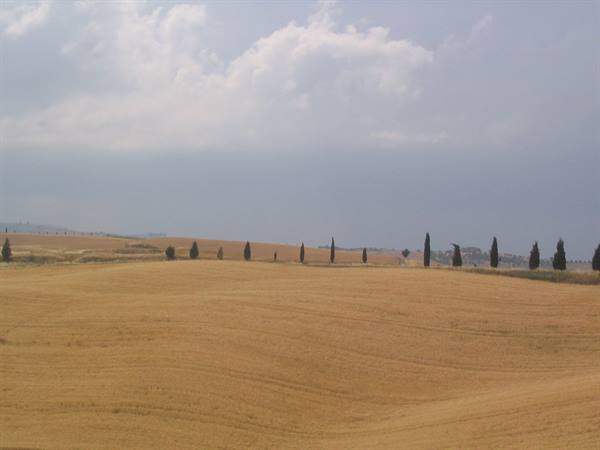 Golden fields with a row of cypress trees, Val d'Orcia