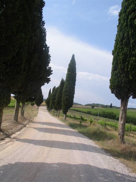 Gravel road lined with tall cypress trees among vineyards