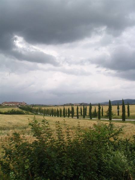 Cypress row between golden fields, storm clouds over a farmhouse