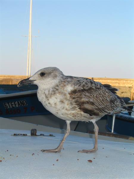 Young seagull standing on a boat deck at the harbor