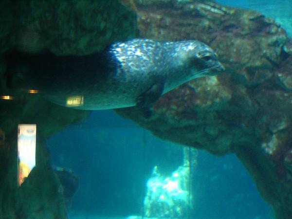 Spotted seal swims beside rocks in aquarium tank, blue light