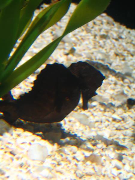 Seahorse