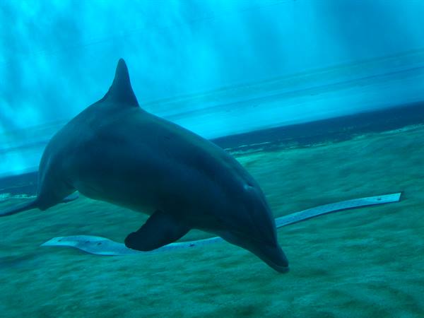 Dolphin