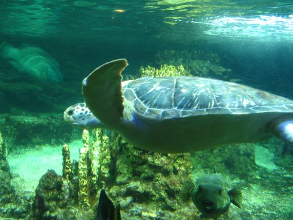 Sea turtle swimming in green water among rocks and fish
