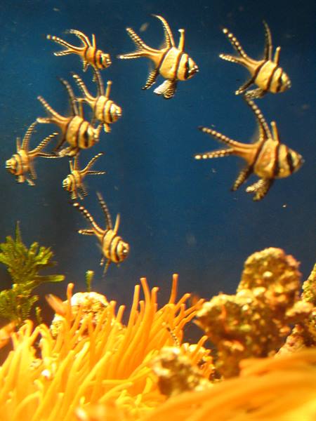 Banggai cardinalfish swim above orange anemones in an aquarium