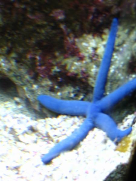 Blue starfish on sandy seabed among rocks