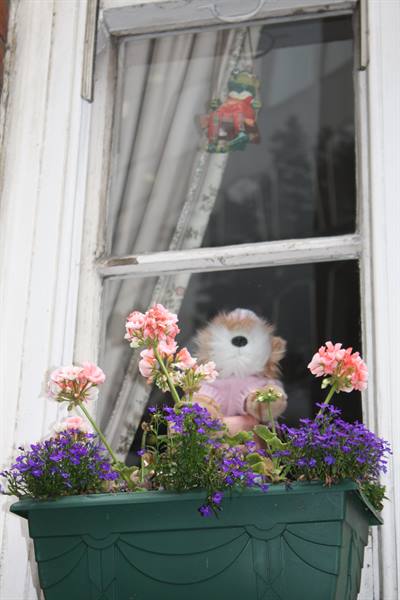Pink plush teddy peering from curtained window among pink and purple flowers