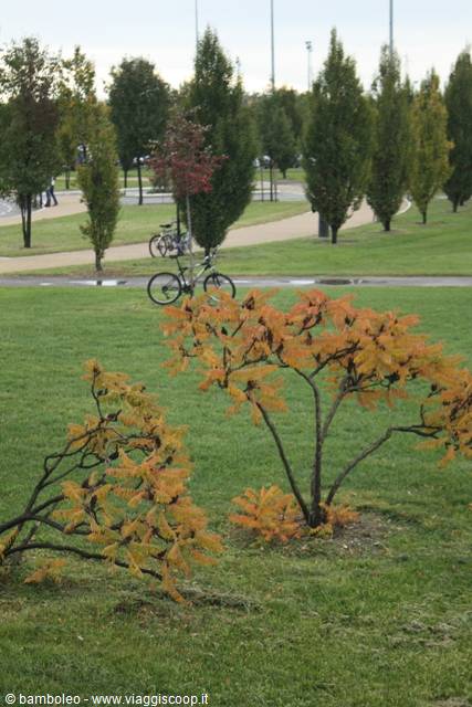 Bicycle parked in a park with golden autumn foliage trees