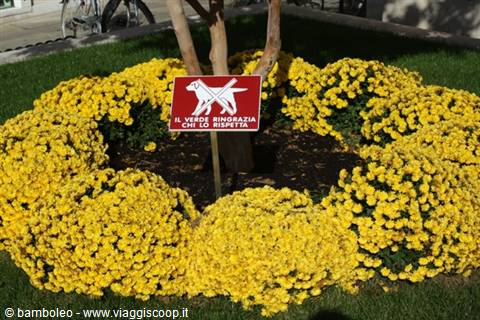 No dogs sign among yellow chrysanthemum flowerbed on green lawn