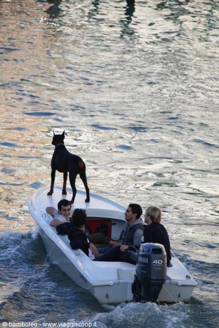 Dog standing on boat bow with Yamaha outboard engine, four people cruising on water