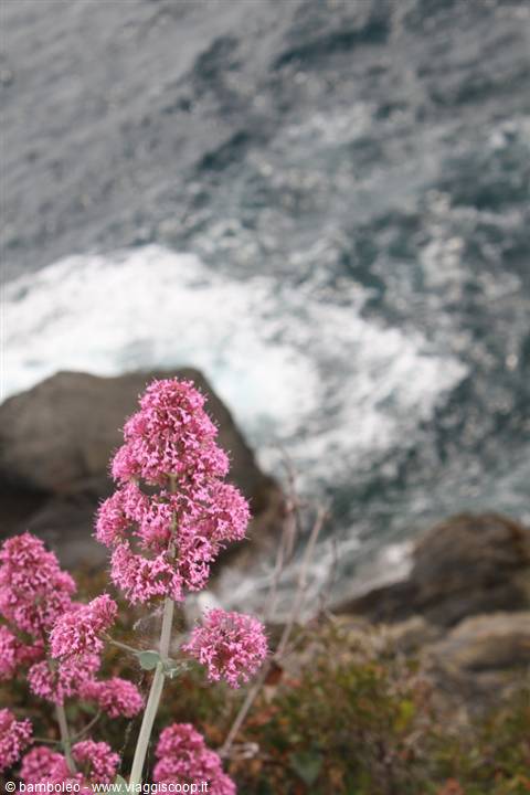 Pink valerian flowers on rocky shore, foamy waves in the background