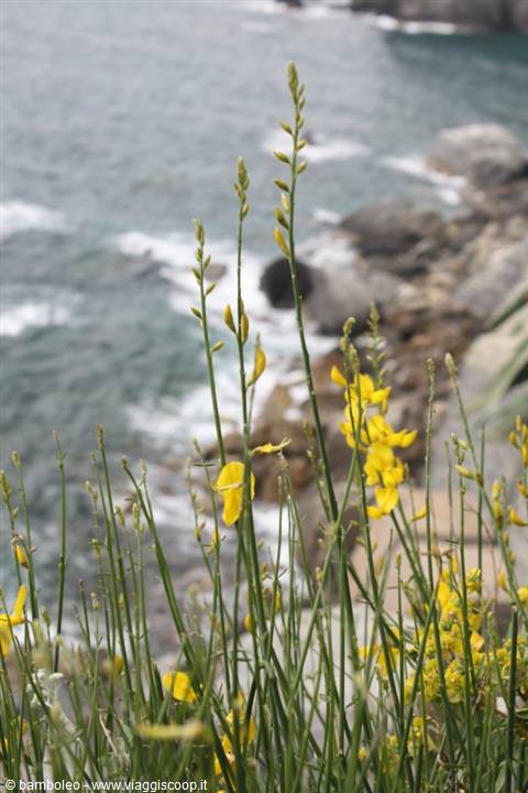 Yellow broom flowers blooming on rocky coast, waves in background