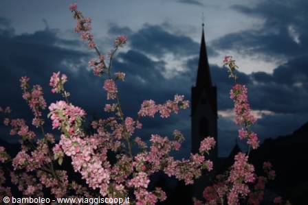 Pink blossoming branches before a dark bell tower under night clouds