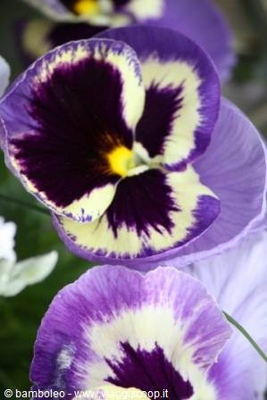 Purple and white pansies with yellow centers