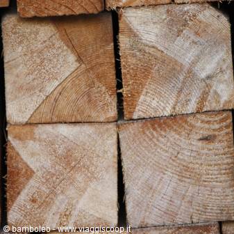Stacked sawn timber logs, visible growth rings under natural light