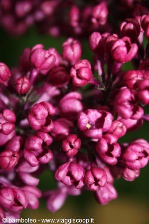 Cluster of magenta lilac buds in bloom, close-up natural light