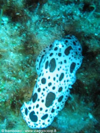 White nudibranch with black spots crawling on the seabed while diving