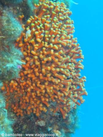 Orange branching sponge on underwater rock wall, deep blue light